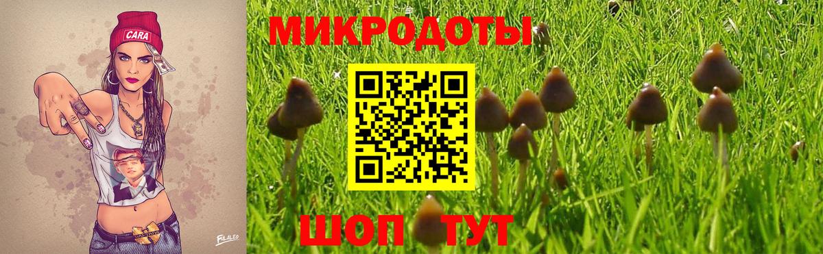 Галлюциногенные грибы Psilocybe Октябрьский